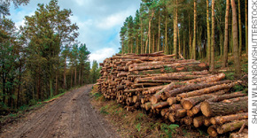 IMAGEM: pilhas de troncos de árvore empilhados em uma clareira na floresta. FIM DA IMAGEM.
