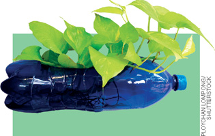 IMAGEM: folhagem plantada em uma garrafa de plástico. FIM DA IMAGEM.