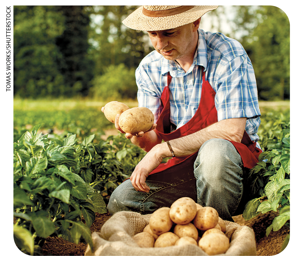 IMAGEM: um homem com chapéu de palha e avental colhe batatas. FIM DA IMAGEM.