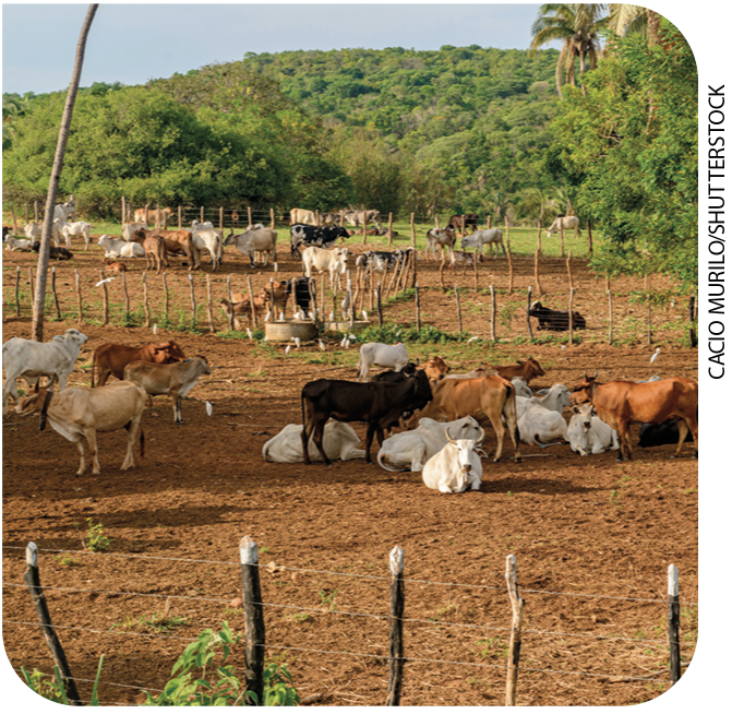 IMAGEM: em uma área rural, bois e vacas estão separados em cercados com chão de terra. FIM DA IMAGEM.