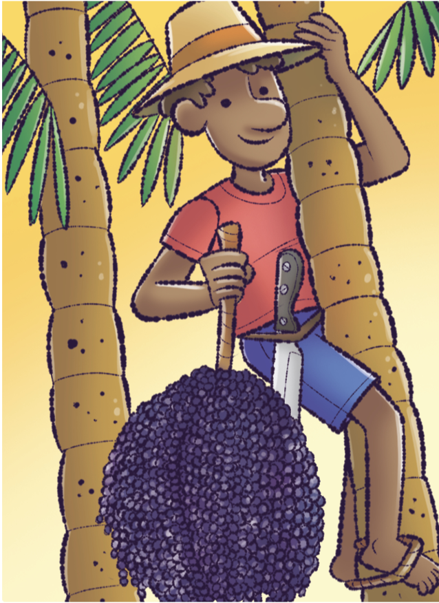 IMAGEM: um homem, no tronco de uma árvore, colhe açaí, um fruto escuro e redondo que nasce em cachos. FIM DA IMAGEM.