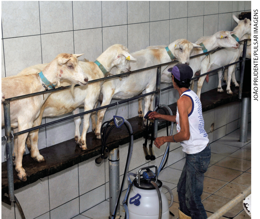 IMAGEM: um homem conecta mangueiras para retirar o leite das cabras, que estão alinhadas em uma estrutura estreita e elevada. FIM DA IMAGEM.
