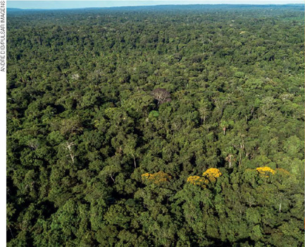 IMAGEM: fotografia aérea mostrando as copas das árvores da floresta amazônica. FIM DA IMAGEM.