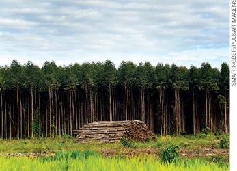 IMAGEM: uma floresta de eucaliptos ao fundo. há troncos empilhados no centro da fotografia, em um terreno coberto de gramíneas. FIM DA IMAGEM.
