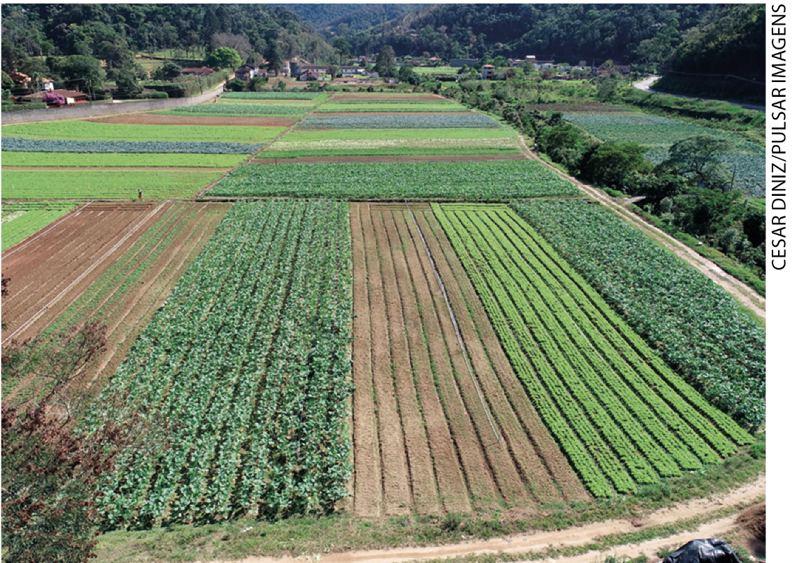 IMAGEM: paisagem rural plana, mostrando diferentes tipos de lavoura cultivados em áreas com formato retangular no terreno. arbustos e árvores no entorno. FIM DA IMAGEM.