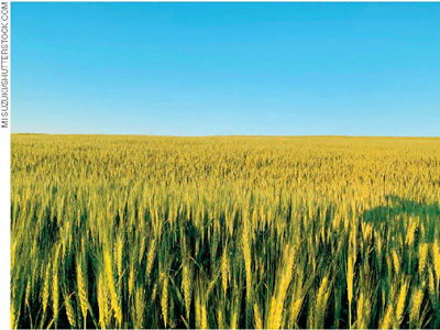 IMAGEM: uma plantação de trigo. FIM DA IMAGEM.