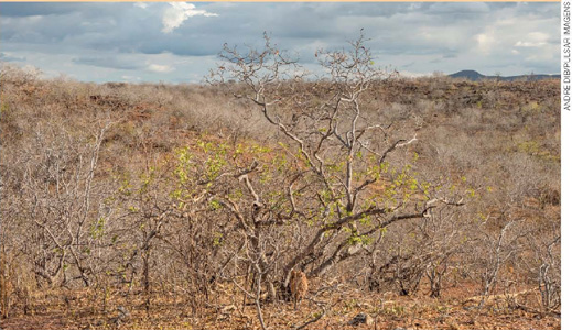 IMAGEM: paisagem da caatinga, com arbustos ressecados e quase sem folhas. solo árido. FIM DA IMAGEM.