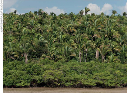 IMAGEM: paisagem com mata densa, formada por muitas palmeiras e arbustos. FIM DA IMAGEM.