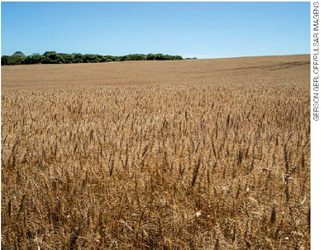 IMAGEM: fotografia de uma extensa plantação de trigo. FIM DA IMAGEM.