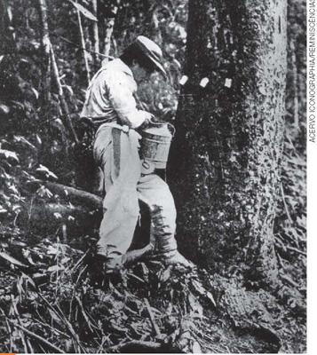 IMAGEM: fotografia em preto e branco. um homem de chapéu aproxima um latão de um tronco de seringueira. há vegetação densa no local. FIM DA IMAGEM.