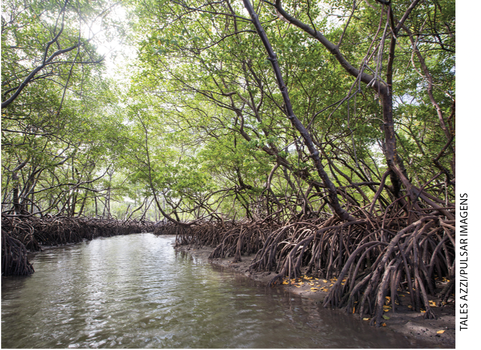 IMAGEM: item b. fotografia de um curso de água ladeado de árvores de mangue, cujas raízes são parcialmente aparentes e ficam bem próximas da água. FIM DA IMAGEM.
