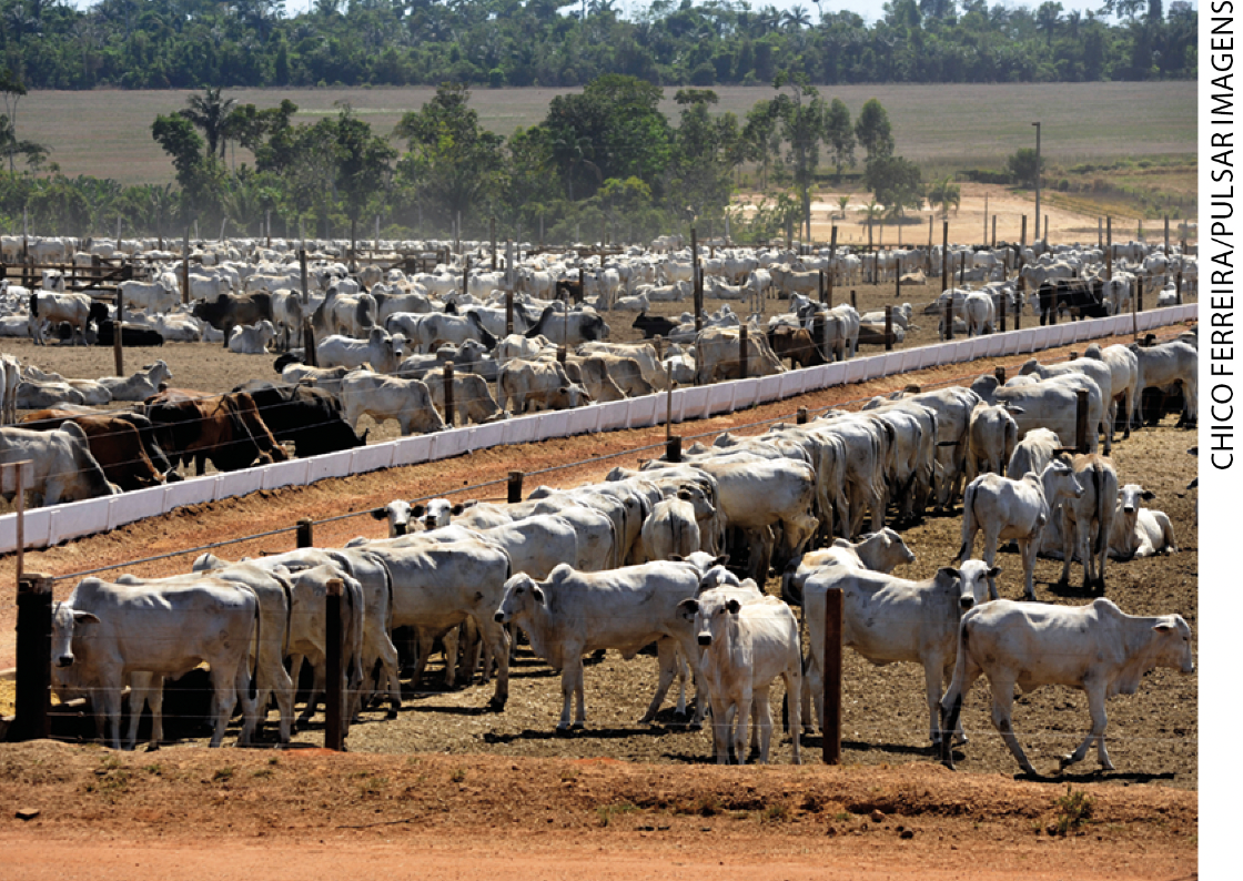 IMAGEM: fotografia de uma propriedade em que se cria gado. os bovinos estão agrupados em dois espaços cercados e há uma pequena estrada de terra entre eles. FIM DA IMAGEM.