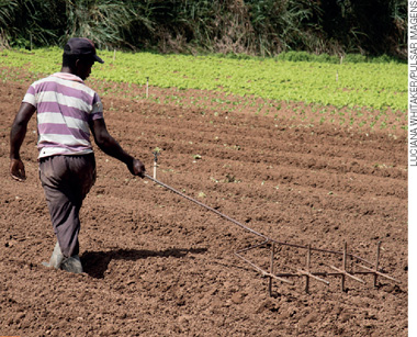 IMAGEM: trabalhador jogando sementes em um solo para plantio. FIM DA IMAGEM.