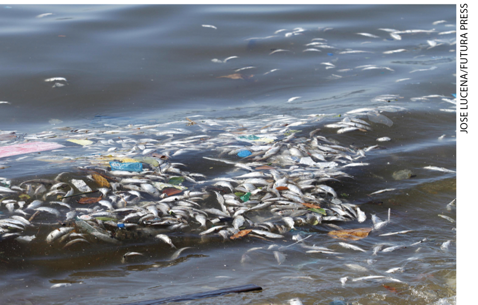 IMAGEM: peixes mortos devido o descarte de esgoto e resíduos sem tratamento em rios e córregos. FIM DA IMAGEM.