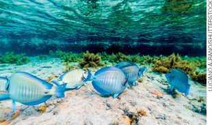 IMAGEM: fotografia tirada embaixo da água que mostra alguns peixes próximo ao solo marinho, há algas e corais ao redor. FIM DA IMAGEM.
