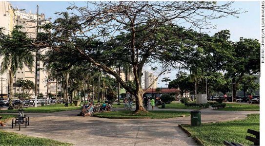 IMAGEM: diversas pessoas sentadas em bancos e caminhando em um parque público de uma cidade, com uma grande árvore no centro e coqueiros menores no entorno. FIM DA IMAGEM.