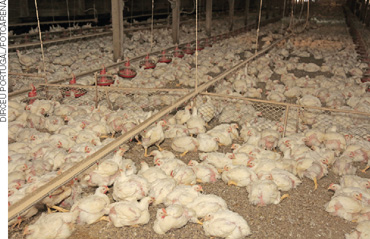 IMAGEM: milhares de aves em uma granja, separadas por áreas quadriculadas com redes de proteção. FIM DA IMAGEM.