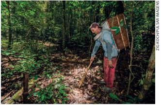 IMAGEM: um homem colhe castanhas com a ajuda de um pedaço de madeira em meio a uma floresta, com densa vegetação. FIM DA IMAGEM.