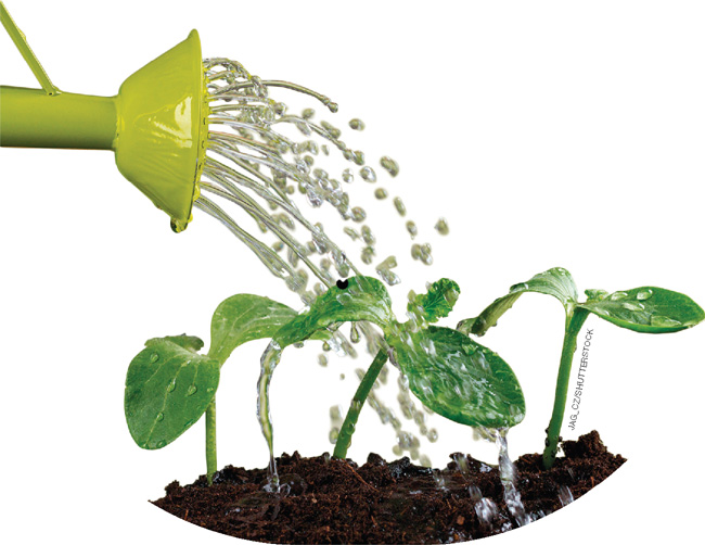 IMAGEM: mudas de uma planta sendo aguadas com um regador. FIM DA IMAGEM.
