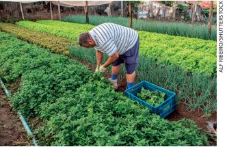 IMAGEM: um homem colhe hortaliças em uma produção. ele usa luvas e botas. ao redor dele, há várias hortas com legumes e verduras. FIM DA IMAGEM.
