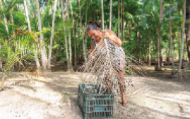 IMAGEM: mulher coletando frutos de açaí. FIM DA IMAGEM.