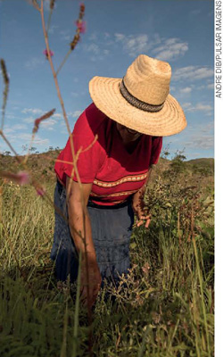 IMAGEM: mulher usando chapéu de palha, camiseta e saia, está agachada coletando ervas no meio de uma vegetação. FIM DA IMAGEM.