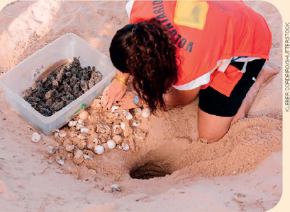 IMAGEM: mulher usando colete de voluntária está ajoelhada ao lado de um buraco na areia tirando filhotes de tartaruga de dentro dos ovos. os filhotes estão reunidos em um recipiente de plástico ao lado da mulher. FIM DA IMAGEM.