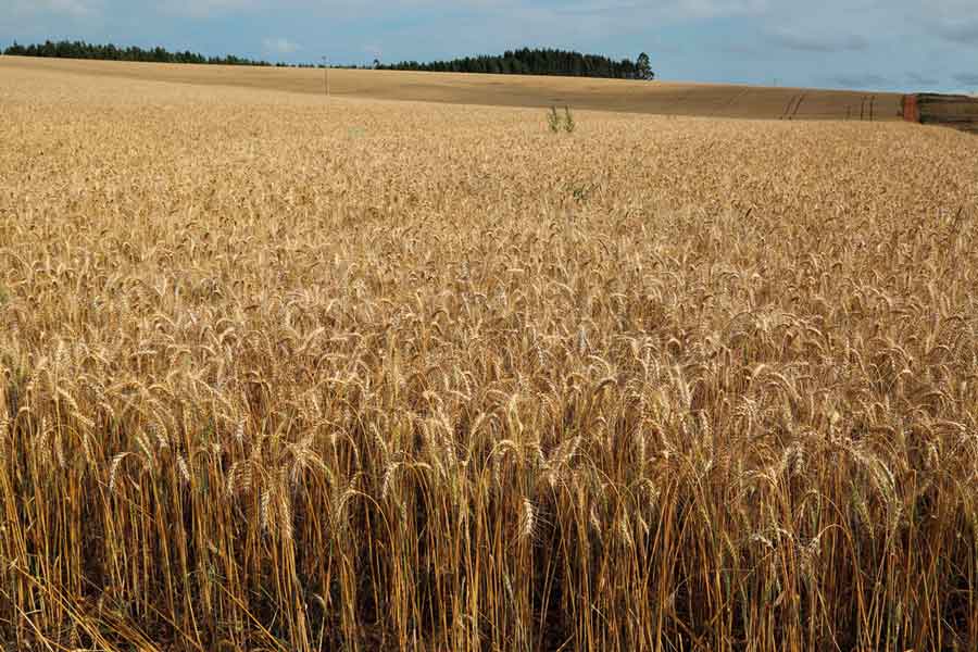 IMAGEM: lavoura de trigo, uma plantação alta de cor marrom-claro. uma estrada de terra aparece à direita e um trecho de mata aparece ao fundo. FIM DA IMAGEM.