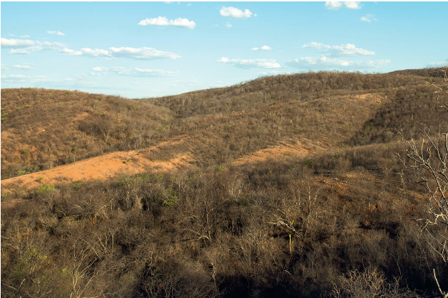 IMAGEM: Vegetação de Caatinga no período da seca. A fotografia mostra uma paisagem cheia de árvores e vegetação rasteira com montanhas ao fundo. As folhas das árvores estão mortas e a vegetação apresenta uma coloração marrom. FIM DA IMAGEM.