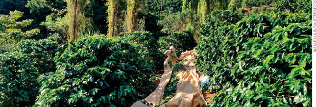 IMAGEM: um homem está colhendo café em grandes sacos no meio de uma plantação em um morro. FIM DA IMAGEM.