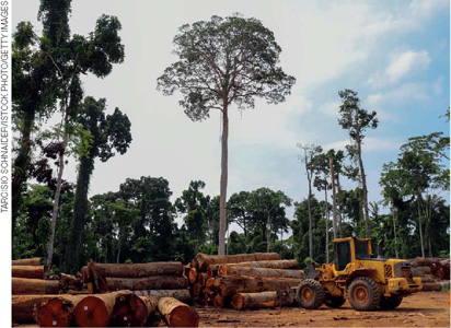 IMAGEM: troncos grossos de árvores cortadas estão empilhados ao lado de um caminhão. algumas árvores ainda em pé aparecem ao fundo. FIM DA IMAGEM.