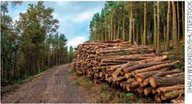 IMAGEM: troncos de árvores cortadas empilhados ao lado de uma floresta. FIM DA IMAGEM.