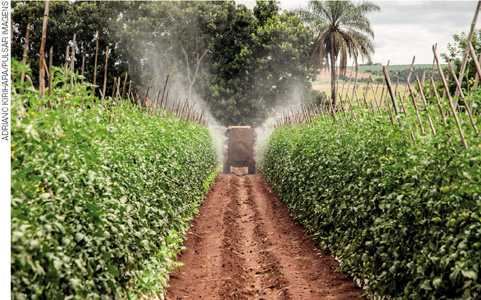IMAGEM: caminhão passando por uma estrada no meio de uma plantação de tomates e pulverizando agrotóxicos. FIM DA IMAGEM.