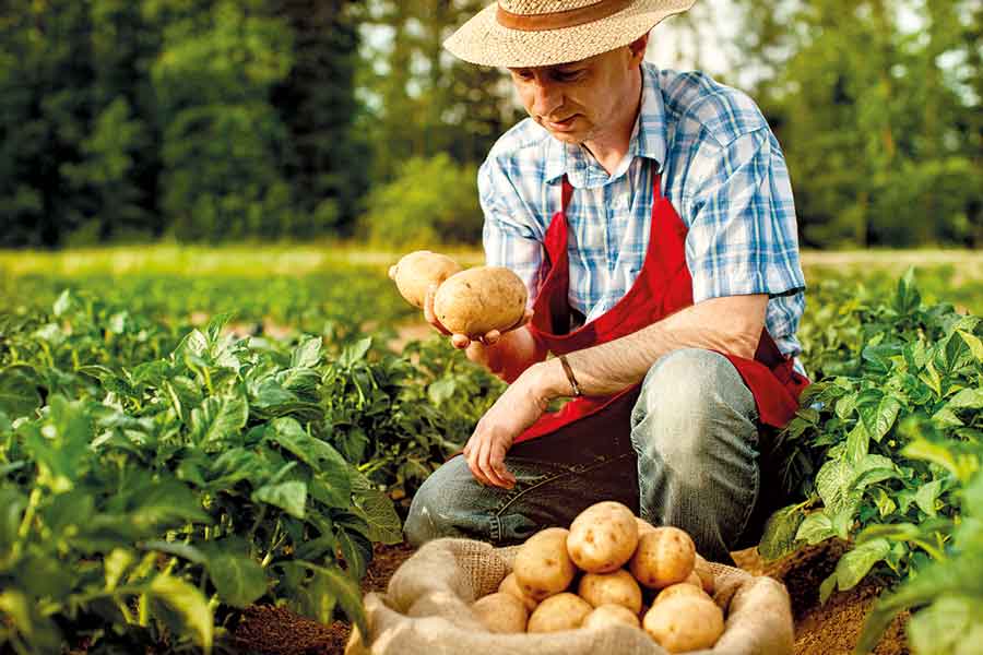IMAGEM: um homem usando avental e chapéu de palha está agachado no meio de uma plantação segurando batatas. FIM DA IMAGEM.
