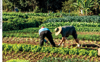 IMAGEM: dois agricultores trabalham em uma plantação. eles cuidam de pequenas mudas de verduras. FIM DA IMAGEM.