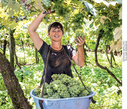 IMAGEM: uma mulher sorridente está debaixo de uma parreira de uvas colhendo os cachos com uma tesoura e depositando em um cesto amarrado ao pescoço. FIM DA IMAGEM.