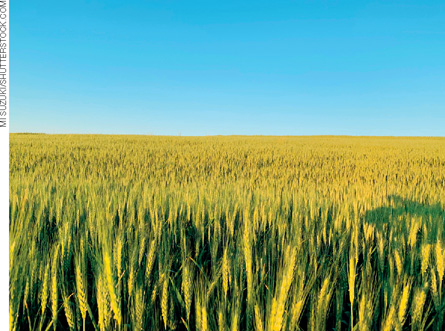 IMAGEM: vista de uma extensa plantação de trigo. FIM DA IMAGEM.