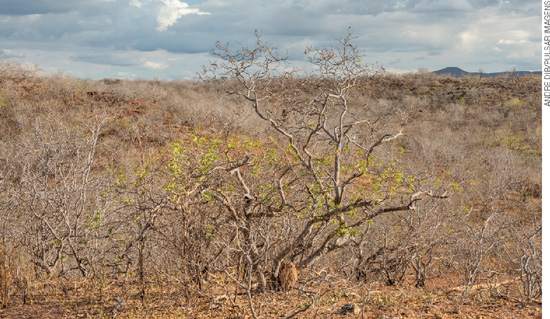 IMAGEM: vista da caatinga, com árvores e arbustos secos. FIM DA IMAGEM.