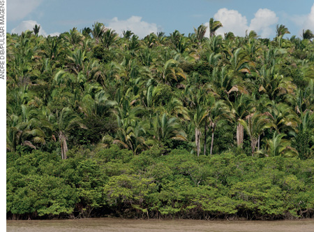 IMAGEM: paisagem à beira de um rio com larga faixa de palmeiras. FIM DA IMAGEM.