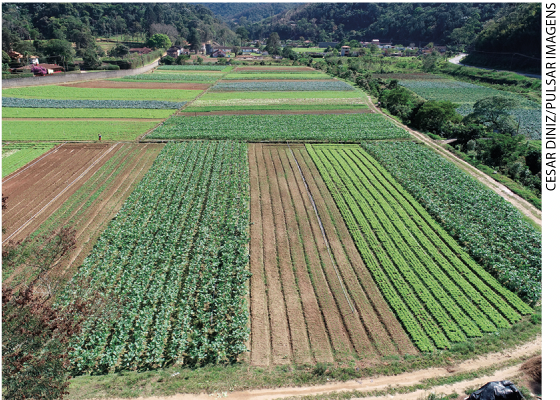 IMAGEM: 1. vista de um terreno com plantações alinhadas em fileiras formando retângulos de diversos tons de verde. FIM DA IMAGEM.