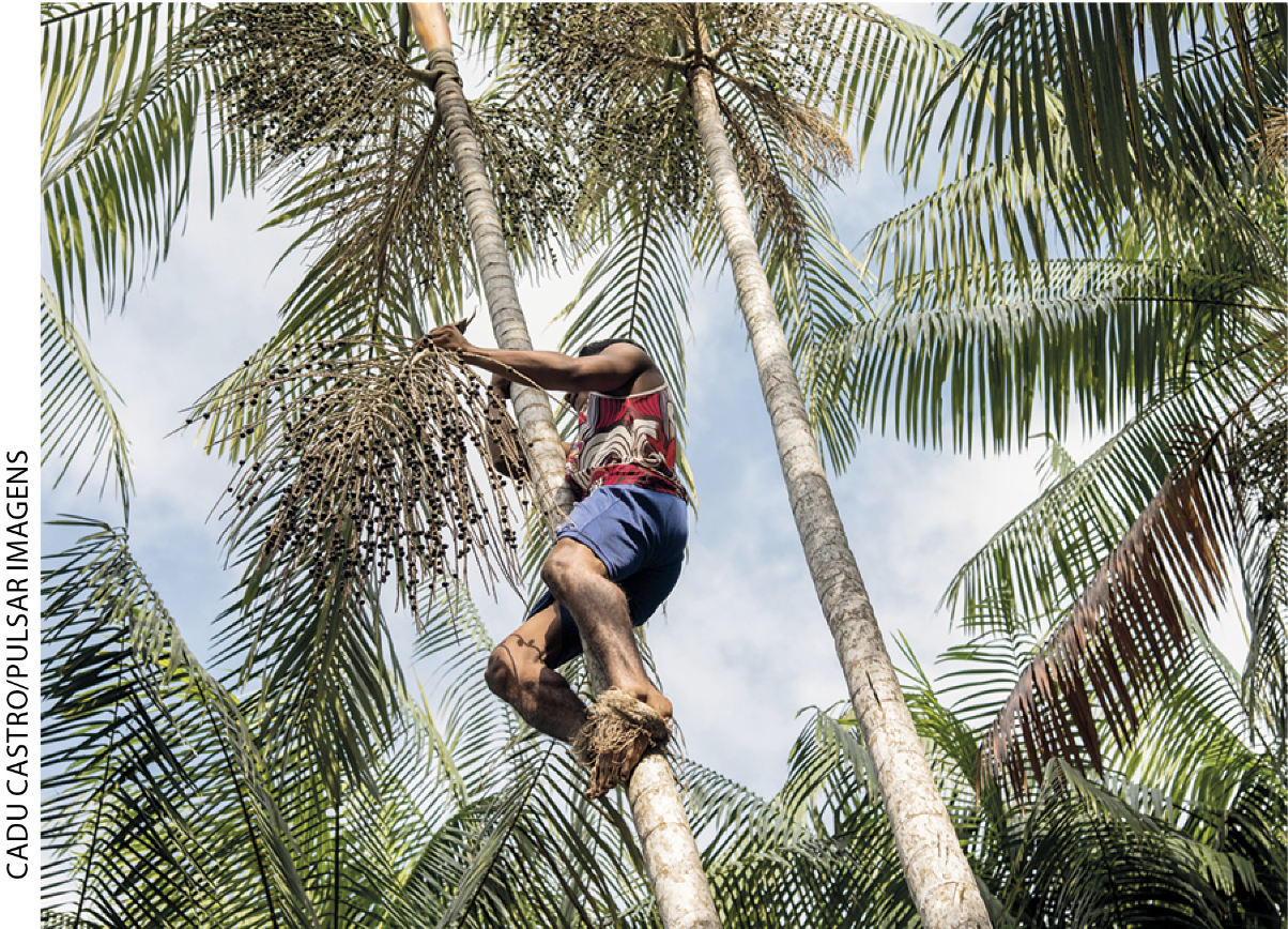 IMAGEM: a. uma pessoa está no alto de uma palmeira colhendo açaí. FIM DA IMAGEM.