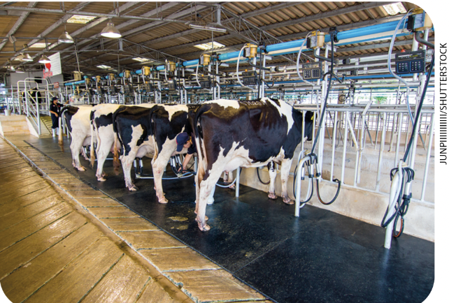 IMAGEM: 3. diversas vacas estão em um recinto fechado onde será retirado o leite. FIM DA IMAGEM.