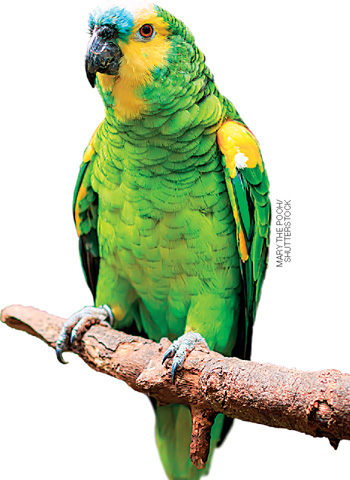 IMAGEM: um papagaio de plumagem colorida em um galho de árvore. FIM DA IMAGEM.