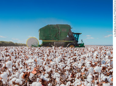 IMAGEM: uma grande máquina agrícola colhe algodão de uma plantação. FIM DA IMAGEM.