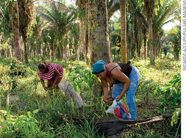 IMAGEM: duas mulheres estão em uma área de palmeiras recolhendo babaçu em sacas. FIM DA IMAGEM.