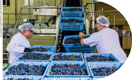 IMAGEM: dois funcionários de uma fábrica colocam caixas de plástico com uvas em uma esteira. FIM DA IMAGEM.