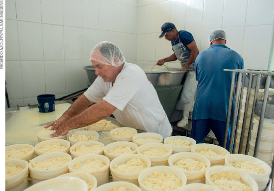 IMAGEM: três operários trabalham em uma fábrica de queijos. um deles arruma as formas enquanto os outros dois mexem em um tanque. FIM DA IMAGEM.