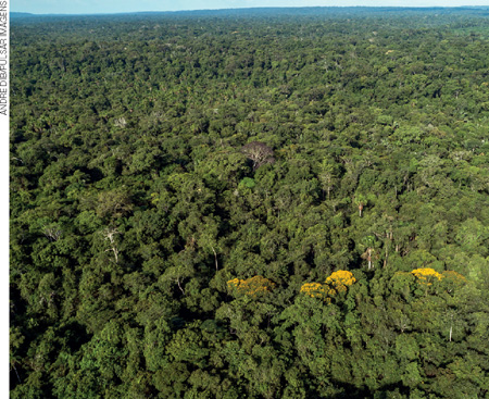 IMAGEM: fotografia de trecho da floresta amazônica com mata fechada em um terreno plano. FIM DA IMAGEM.
