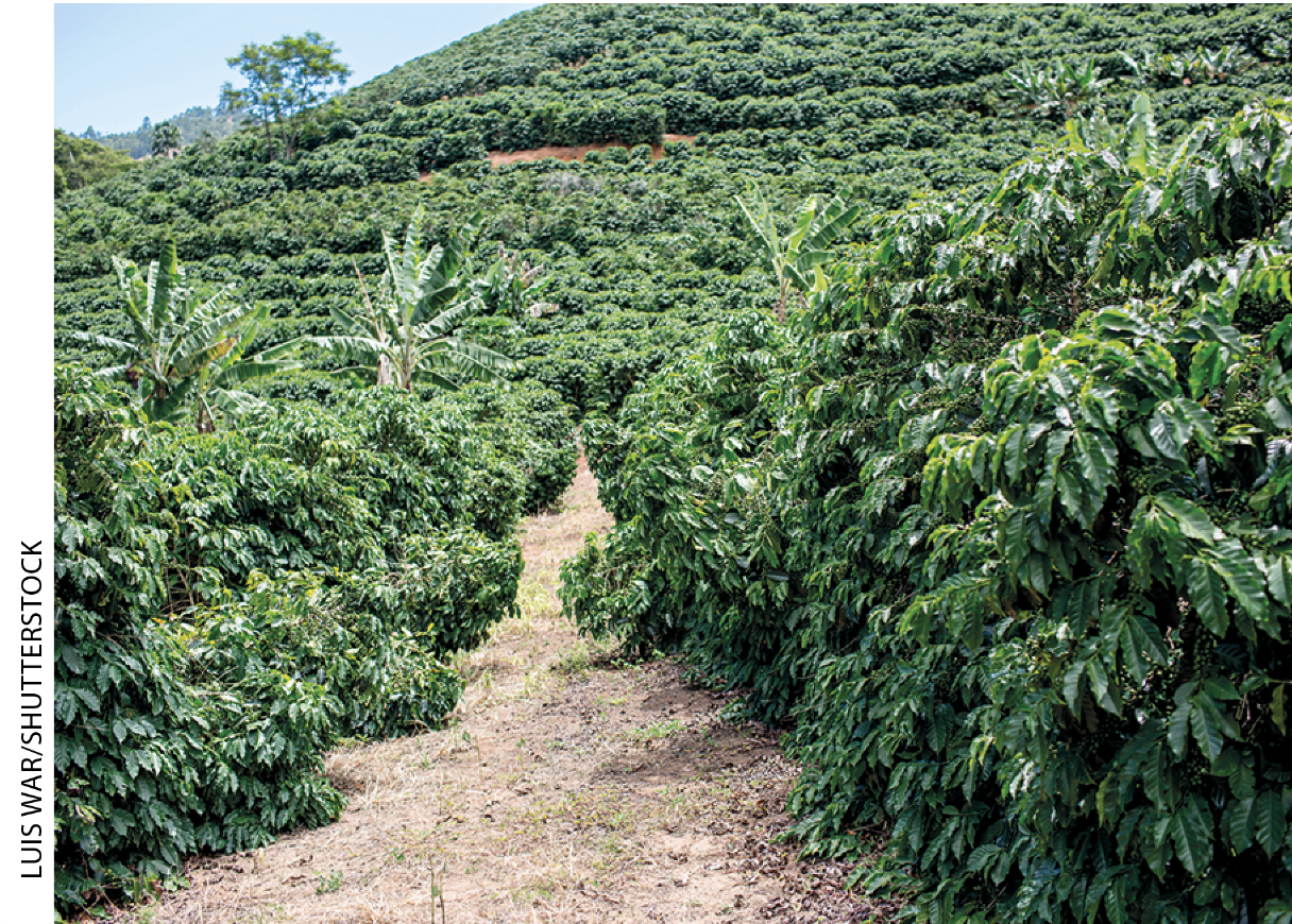 IMAGEM: c. um caminho de terra no meio de uma extensa plantação de café. FIM DA IMAGEM.