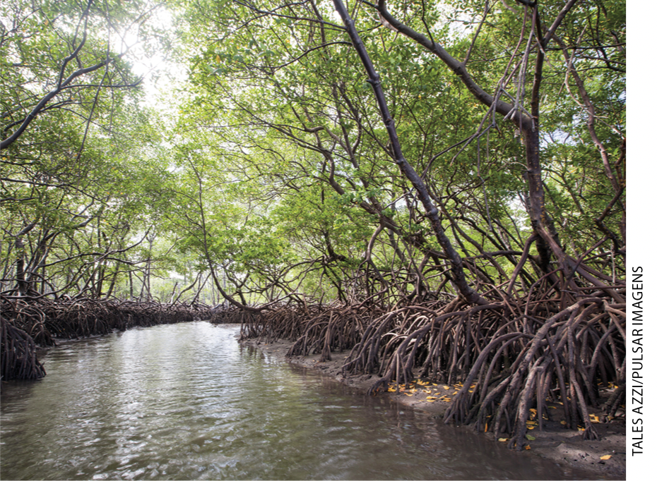 IMAGEM: b. terreno alagado de manguezal com as raízes das árvores expostas na beira da água. FIM DA IMAGEM.